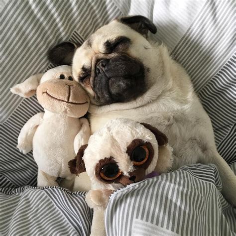 pugs are funny|funny pugs pictures.